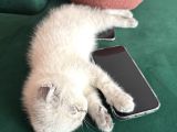 Dünya Tatlısı Dişi Scottish Fold 8 Haftalık