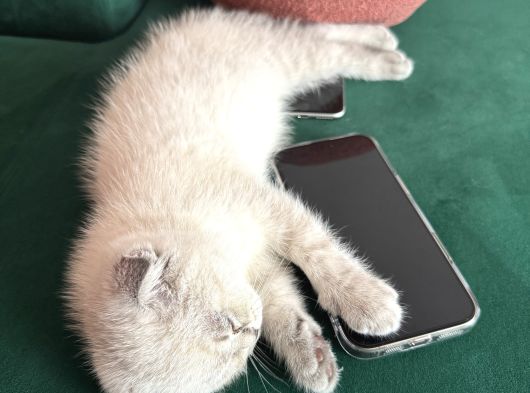 Dünya Tatlısı Dişi Scottish Fold 8 Haftalık görsel