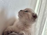 Dünya Tatlısı Dişi Scottish Fold 8 Haftalık