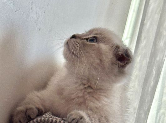 Dünya Tatlısı Dişi Scottish Fold 8 Haftalık görsel