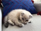 Dünya Tatlısı Dişi Scottish Fold 8 Haftalık