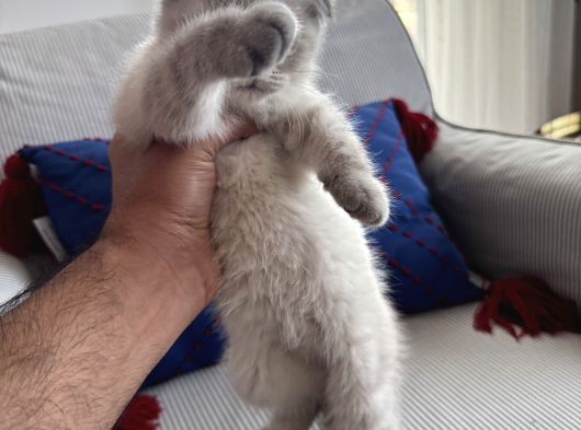 Dünya Tatlısı Dişi Scottish Fold 8 Haftalık görsel