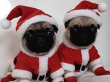 Hamburger Surat Gül Kuyruk Pug Mops Yavrular