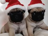 Hamburger Surat Gül Kuyruk Pug Mops Yavrular
