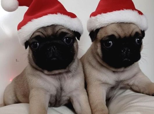 Hamburger Surat Gül Kuyruk Pug Mops Yavrular görsel