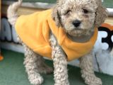 Poodle Yavrulrimiz