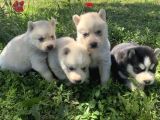 Sert İkli̇mi̇n Çalişkan Irki Husky Yavrulrimiz Tesli̇me Hazir