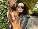 Doberman yavrularım sağlık ve ırk garantilid