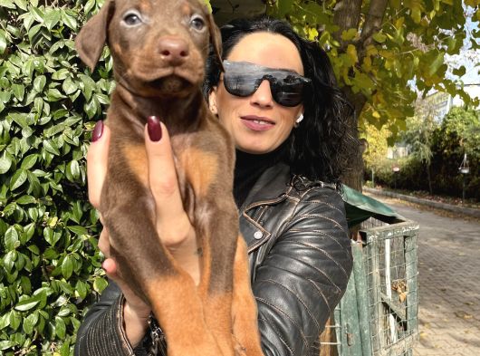 Doberman Yavrularım Sağlık Ve Irk Garantilid