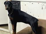 Üst Düzey Doberman Yavrular