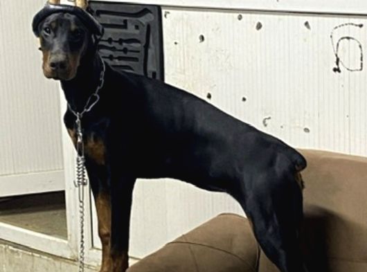 Üst Düzey Doberman Yavrular görsel
