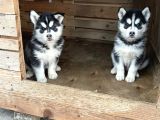 SERT İKLİMİN ÇALIŞKAN IRKI HUSKY YAVRULRIMIZ TESLİME HAZIR