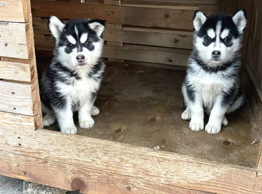 Sert İkli̇mi̇n Çalişkan Irki Husky Yavrulrimiz Tesli̇me Hazir