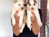 Sert İkli̇mi̇n Çalişkan Irki Husky Yavrulrimiz Tesli̇me Hazir