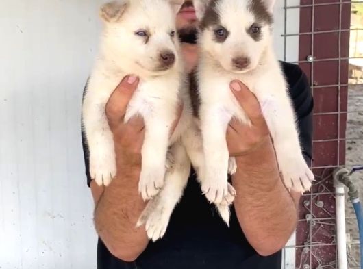 Sert İkli̇mi̇n Çalişkan Irki Husky Yavrulrimiz Tesli̇me Hazir görsel