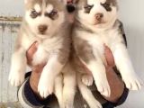 Sert İkli̇mi̇n Çalişkan Irki Husky Yavrulrimiz Tesli̇me Hazir