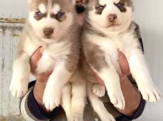Sert İkli̇mi̇n Çalişkan Irki Husky Yavrulrimiz Tesli̇me Hazir görsel
