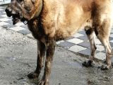 Devler Li̇gi̇nden Yavrular Mevcut
