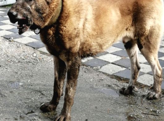 Devler Li̇gi̇nden Yavrular Mevcut görsel