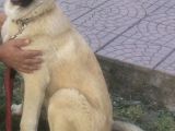 Devler Li̇gi̇nden Yavrular Mevcut