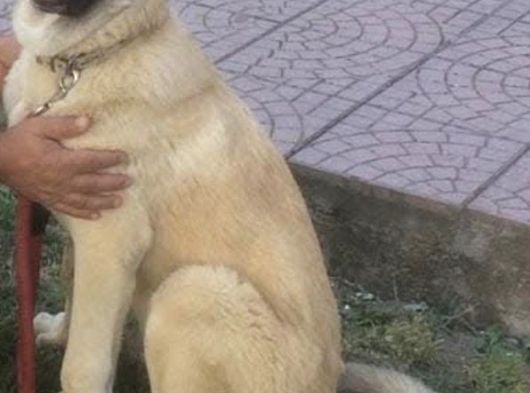 Devler Li̇gi̇nden Yavrular Mevcut görsel