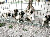 Devler Li̇gi̇nden Yavrular Mevcut