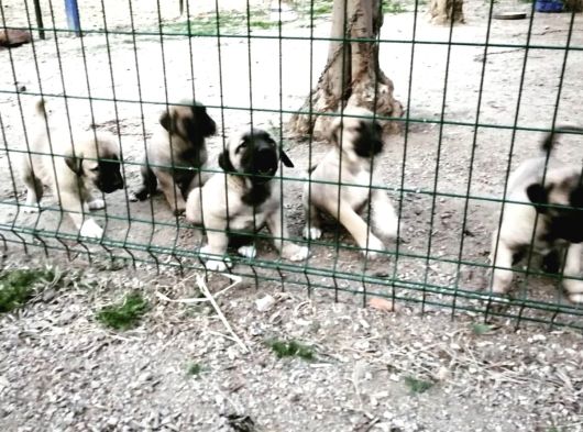 Devler Li̇gi̇nden Yavrular Mevcut görsel