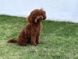 Ruhsatli Çi̇ftli̇kten Anne Altinda Toy Poodle Yavrulari
