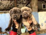 Cane Corso Yavrularım Sağlık Ve Irk Garantilid
