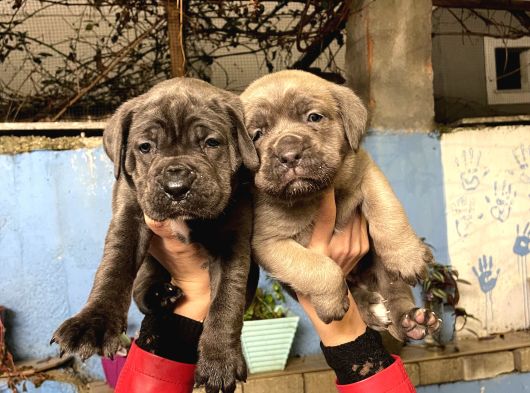 Cane Corso Yavrularım Sağlık Ve Irk Garantilid görsel
