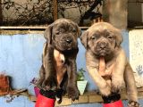 Cane Corso Yavrularım Sağlık Ve Irk Garantilid