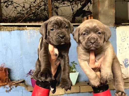 Cane Corso Yavrularım Sağlık Ve Irk Garantilid görsel