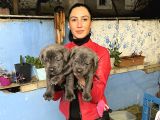 Cane corso yavrularım sağlık ve ırk garantilid