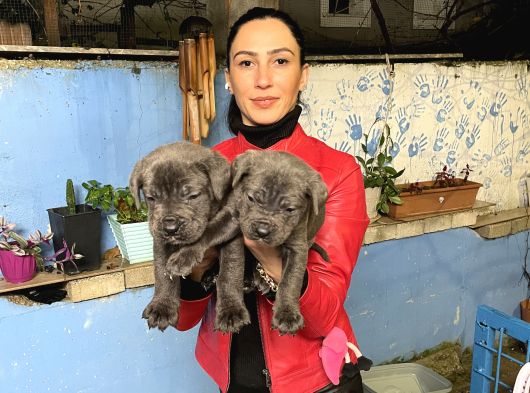 Cane Corso Yavrularım Sağlık Ve Irk Garantilid