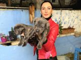 Cane Corso Yavrularım Sağlık Ve Irk Garantilid