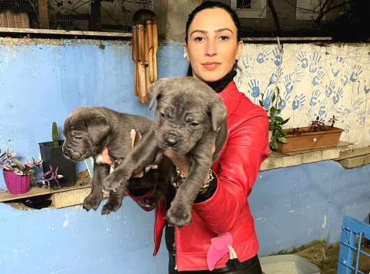 Cane Corso Yavrularım Sağlık Ve Irk Garantilid görsel
