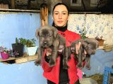 Cane Corso Yavrularım Sağlık Ve Irk Garantilid