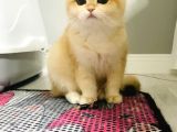 Safkan  Ny12 British Shorthair