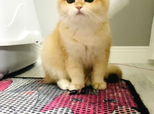 Safkan  Ny12 British Shorthair görsel