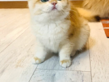 Safkan  Ny12 British Shorthair