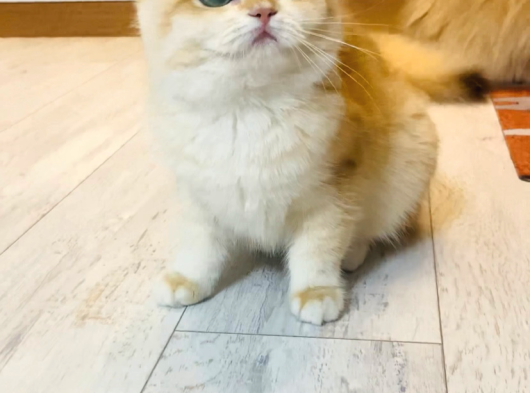 Safkan  Ny12 British Shorthair görsel