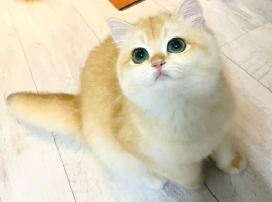 Safkan  Ny12 British Shorthair görsel