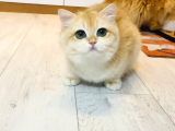 Safkan  Ny12 British Shorthair
