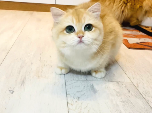 Safkan  Ny12 British Shorthair