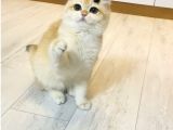 Safkan  Ny12 British Shorthair