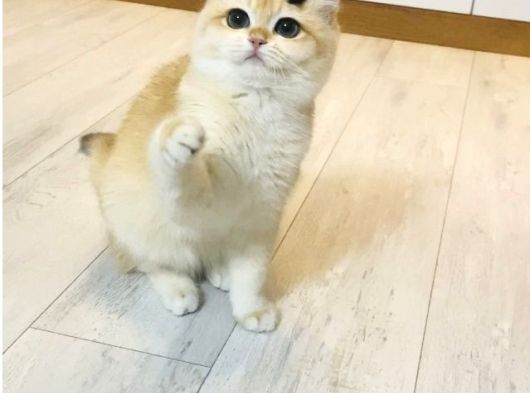 Safkan  Ny12 British Shorthair görsel