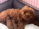 RUHSATLI ÇİFTLİKTEN ANNE ALTINDA TOY POODLE YAVRULARI