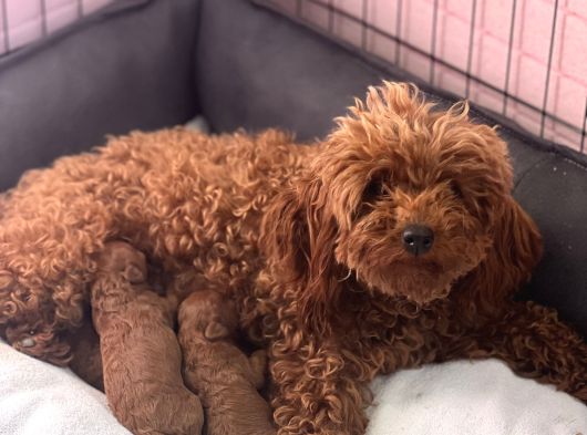 Ruhsatli Çi̇ftli̇kten Anne Altinda Toy Poodle Yavrulari