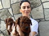 Toy Poddle Yavrularım Sağlık Ve Irk Garantilid