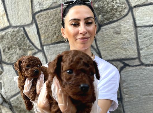 Toy Poddle Yavrularım Sağlık Ve Irk Garantilid görsel